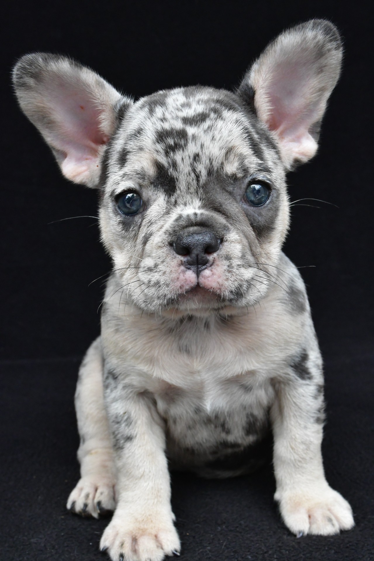 ziggy adopted - Image 2