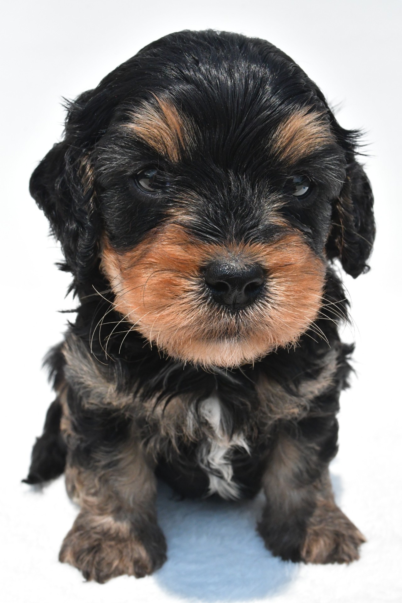 baxter - Image 4