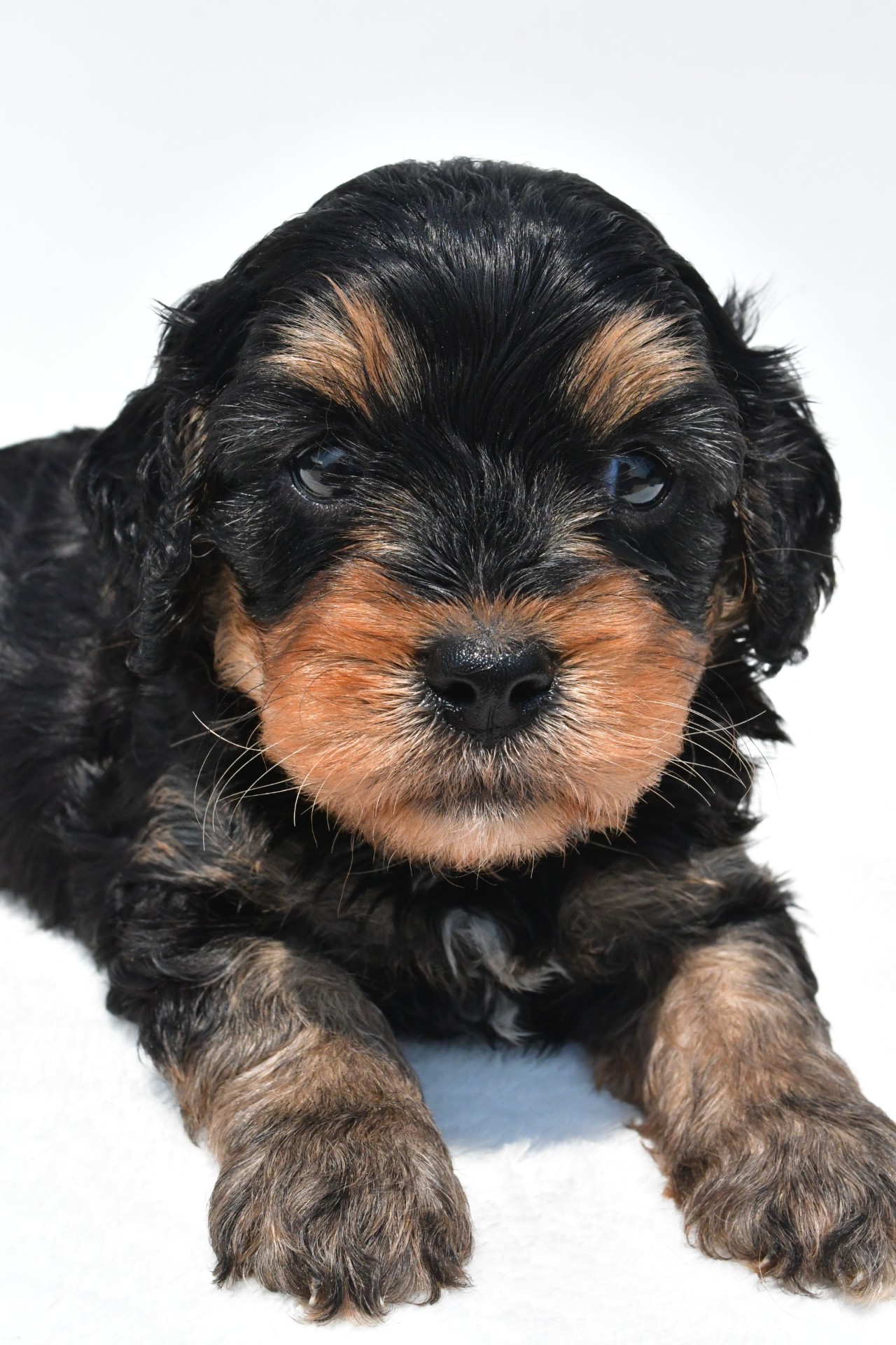 baxter - Image 3