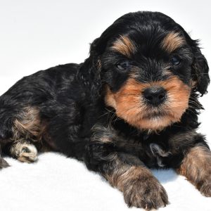 baxter