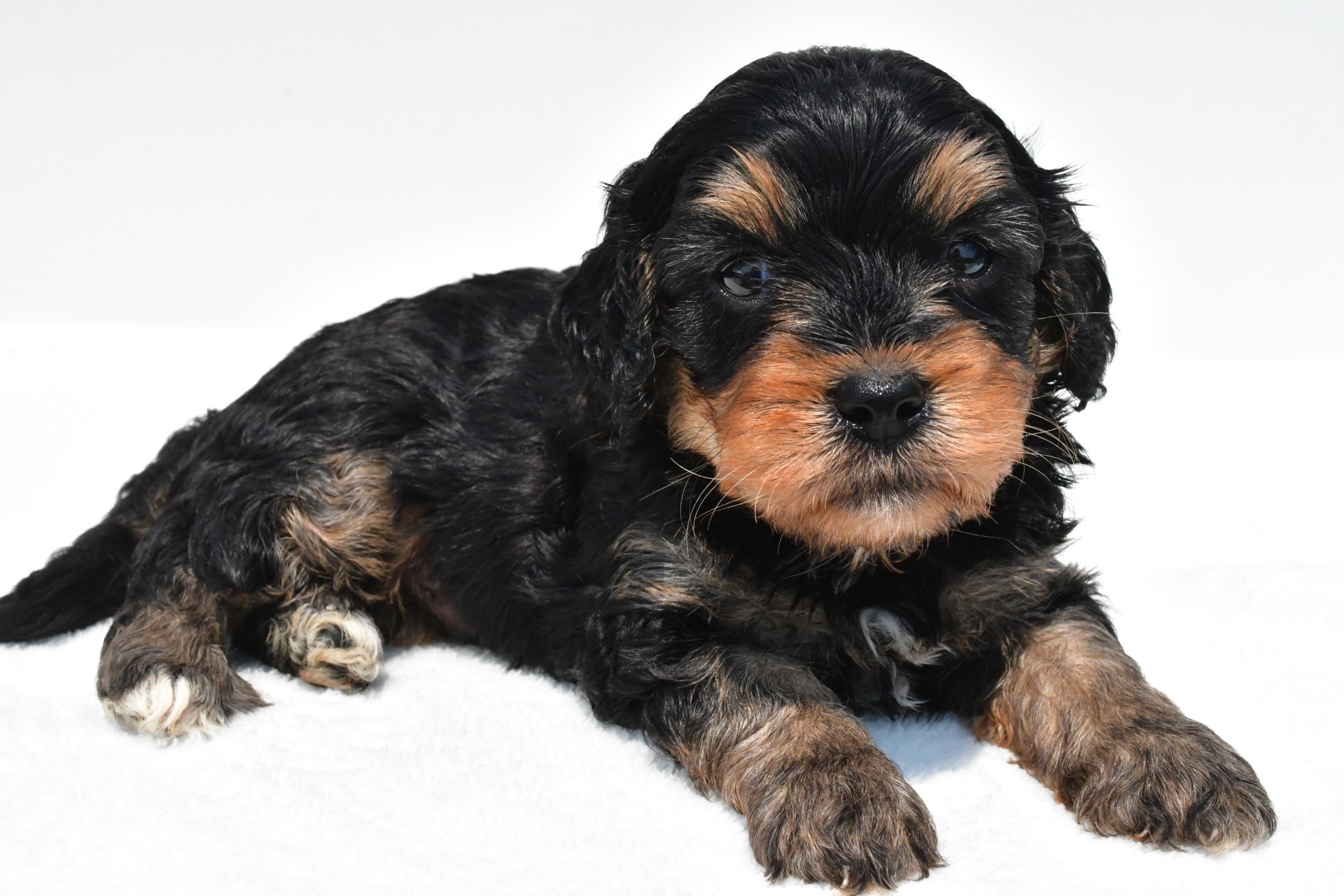 baxter