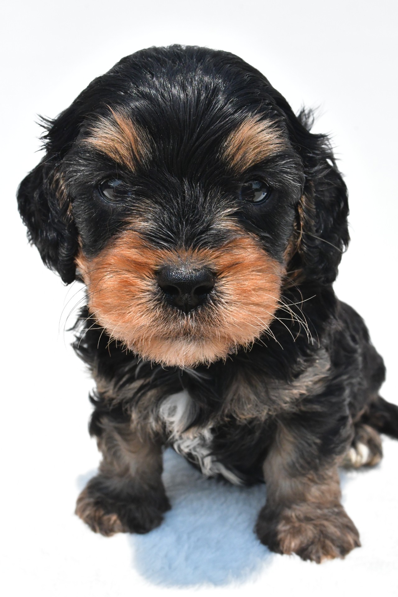 baxter - Image 2